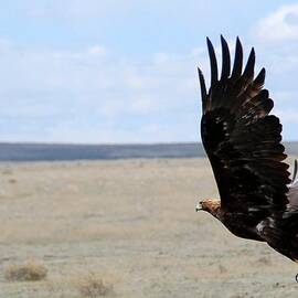 Golden Eagle in Flight by Cascade Colors