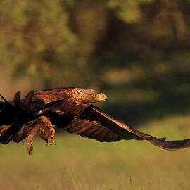 Golden Eagle on the Hunt by Beth Sargent