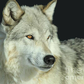 Golden Eye by Adam Jewell