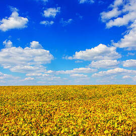 Golden Fields Under Puffy Clouds by Bill and Linda Tiepelman