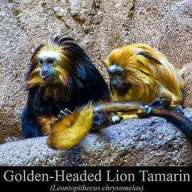 Golden Headed Lion Tamarin by Flees Photos