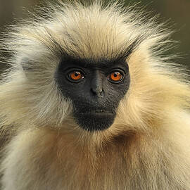 Golden Langur Chakrashila Wildlife Poster by Thomas Marent