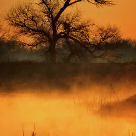 Golden Mist by Beth Sargent