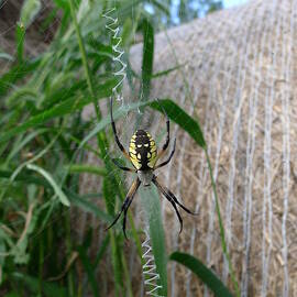 Golden Orb Spider by Richard Reeve