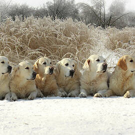 Golden Retrievers by Sergey Ryumin