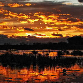 Golden Sunset Over The Pond by Dale Kauzlaric