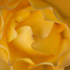 Golden Swirl by Mary Jo Allen