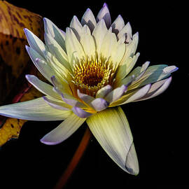 Golden White Water lily by Louis Dallara