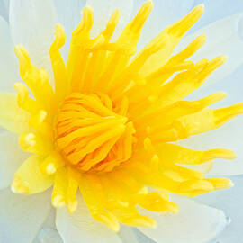 Good Morning Water Lily by Jeff Sinon