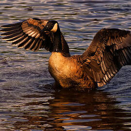 goose preparing for flight by Flees Photos