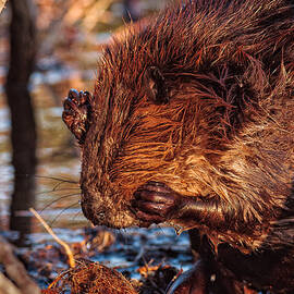 Got An Itch by Jeff Sinon