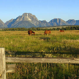 Grand Teton Horses by Stacy Abbott