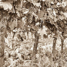 Grape Bunches on the Vine - Toned by Georgia Clare
