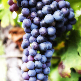 Grape Cluster by Georgia Clare