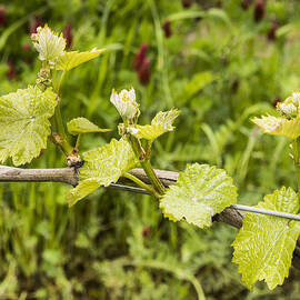 Grape Leaves in Early Spring by Jean Noren
