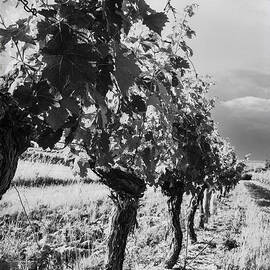 Grape Vines in Mono by Georgia Clare