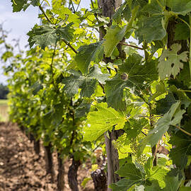 Grape Vines in South West France by Georgia Clare
