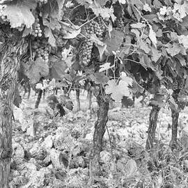 Grapes on the Vine by Georgia Clare