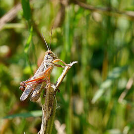 Grasshopper - Basking in the Autumn Sun by Richard Reeve