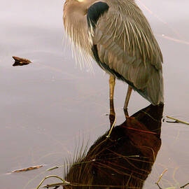 Great Blue Heron And Water Reflection by Judy Bishop - The Travelling Eye