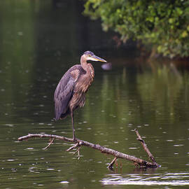 great blue heron fishing by Flees Photos