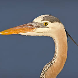 Great Blue Heron Portrait by Susan Candelario