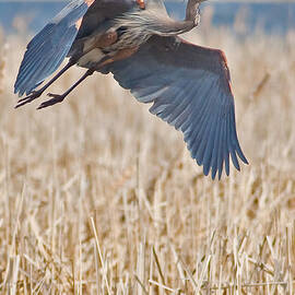 Great Blue Heron Rising 2 by Natural Focal Point Photography