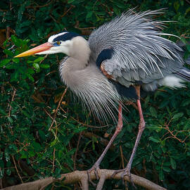 Great Blue Heron Ruffling Feathers by Susan Candelario