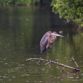 Great Blue heron spots a fish by Flees Photos
