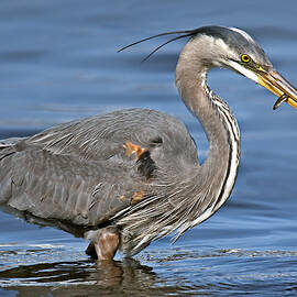 Great Blue Heron by Susan Candelario