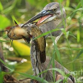 Great Blue Killer by Adam Jewell