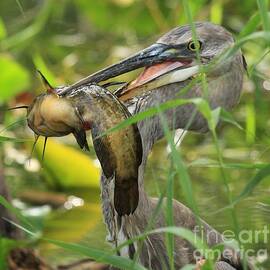 Great Blue Savage by Adam Jewell