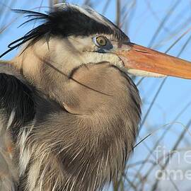 Great Blue Up Close by Adam Jewell