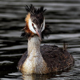 Great Crested Grebe by Grant Glendinning