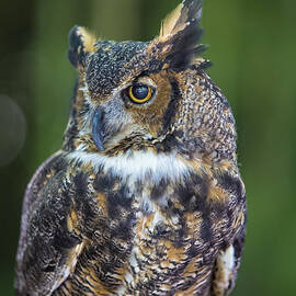 Great Horned Owl by Bill and Linda Tiepelman