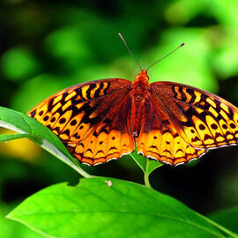 Great Spangled Fritillary by Flees Photos