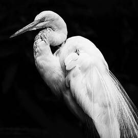 Great White Egret on Black by Bill and Linda Tiepelman