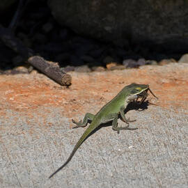 Green Anole lizard vs Wolf spider  by Flees Photos