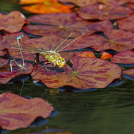 Green Darner Dragonfly with Friends by Rona Black