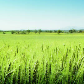Green Field And Blue Sky by By Ana Gassent
