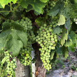 Green Grapes by Georgia Clare