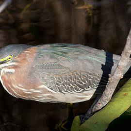 Green Heron in the Everglades by Natural Focal Point Photography