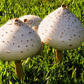 Green spored Lepiota by Flees Photos
