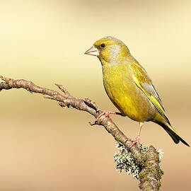 Greenfinch by Grant Glendinning