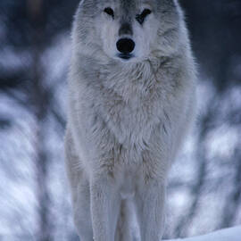 Grey Or Timber Wolf Canis Lupus In The by Mark Newman