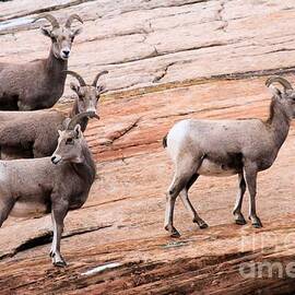 Group Leader by Adam Jewell