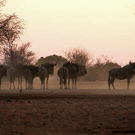Group Of Gnus by Taken By Chrbhm