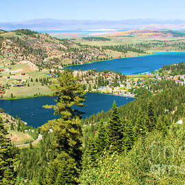 Gull And June by Adam Jewell