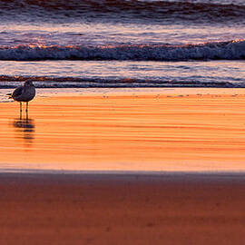 Gull And Sunrise Surf by Jeff Sinon