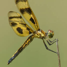 Halloween Pennant Dragonfly by Clarence Holmes